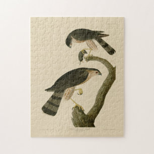 Sharp-shinned Hawk van de Amerikaanse vogels van A Legpuzzel