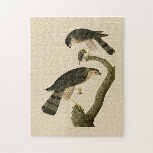 Sharp-shinned Hawk van de Amerikaanse vogels van A Legpuzzel (Verticaal)