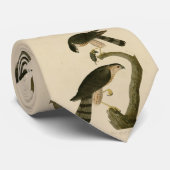 Sharp-shinned Hawk van de Amerikaanse vogels van A Stropdas (Opgerold)