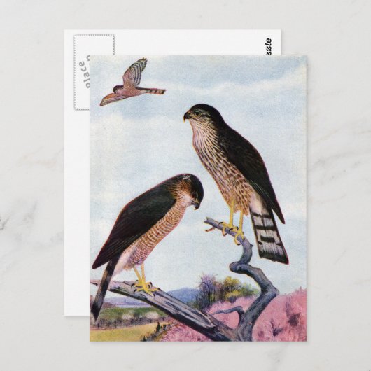 Sharp-shinned Hawks Briefkaart (Voorkant / Achterkant)