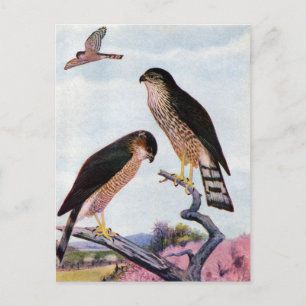 Sharp-shinned Hawks Briefkaart