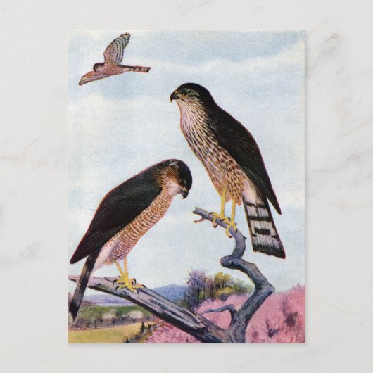 Sharp-shinned Hawks Briefkaart (Voorkant)