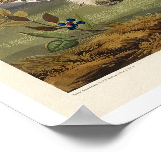 Sharp-staartbruin door Audubon Poster (Hoek)