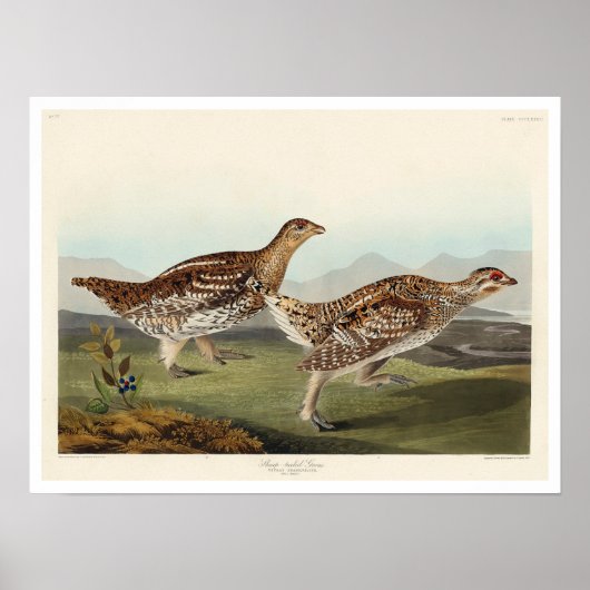 Sharp-staartbruin door Audubon Poster (Voorkant)