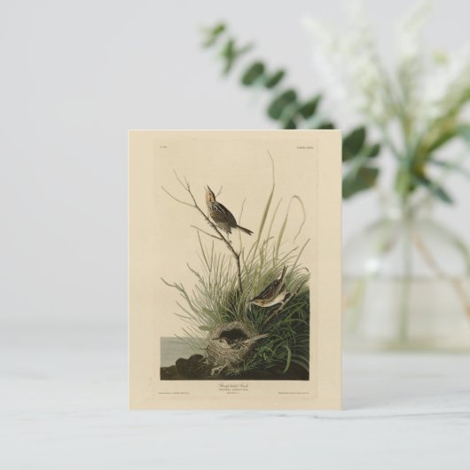 Sharp-staartvink van Audubon's vogels in Amerika Briefkaart (Staand voorkant)