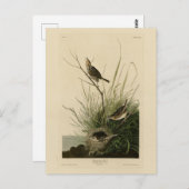 Sharp-staartvink van Audubon's vogels in Amerika Briefkaart (Voorkant / Achterkant)