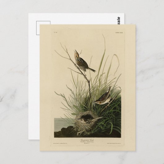 Sharp-staartvink van Audubon's vogels in Amerika Briefkaart (Voorkant / Achterkant)