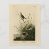 Sharp-staartvink van Audubon's vogels in Amerika Briefkaart (Voorkant)