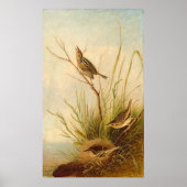Sharp-Tailed Finch, Joseph B. Kidd Fine Art Poster (Voorkant)