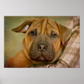 Sharpei-Beagle Puppy Poster (Voorkant)