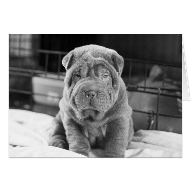 Sharpei Puppy (Voorkant Horizontaal)