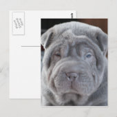 Sharpei Puppy Briefkaart (Voorkant / Achterkant)