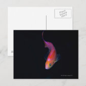 Sharpfin-zeebaars 2 briefkaart (Voorkant / Achterkant)