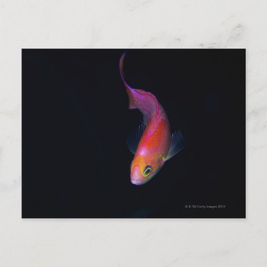 Sharpfin-zeebaars 2 briefkaart (Voorkant)