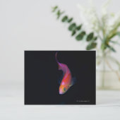 Sharpfin-zeebaars 2 briefkaart (Staand voorkant)