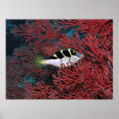 Sharpnose Puffer in het koraal Poster (Voorkant)