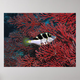 Sharpnose Puffer in het koraal Poster