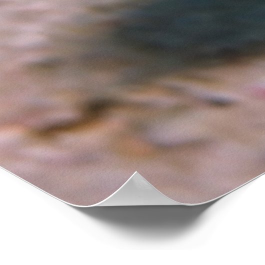 Sharpnose Puffer Poster (Hoek)