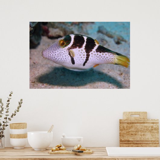 Sharpnose Puffer Poster (Keuken)