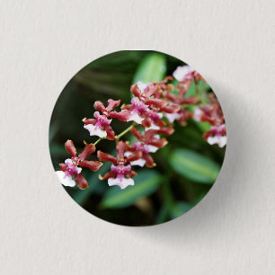 Sharry Baby Oncidium Button
