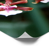 Sharry Baby Oncidium Poster (Hoek)