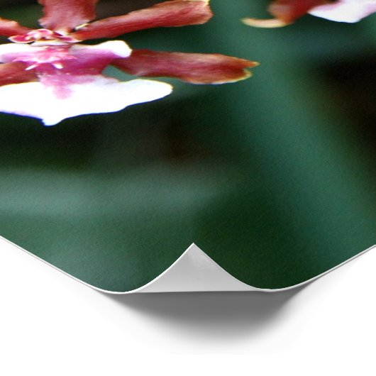 Sharry Baby Oncidium Poster (Hoek)