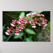 Sharry Baby Oncidium Poster (Voorkant)