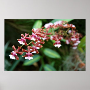 Sharry Baby Oncidium Poster