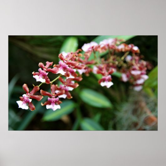 Sharry Baby Oncidium Poster (Voorkant)
