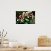 Sharry Baby Oncidium Poster (Keuken)