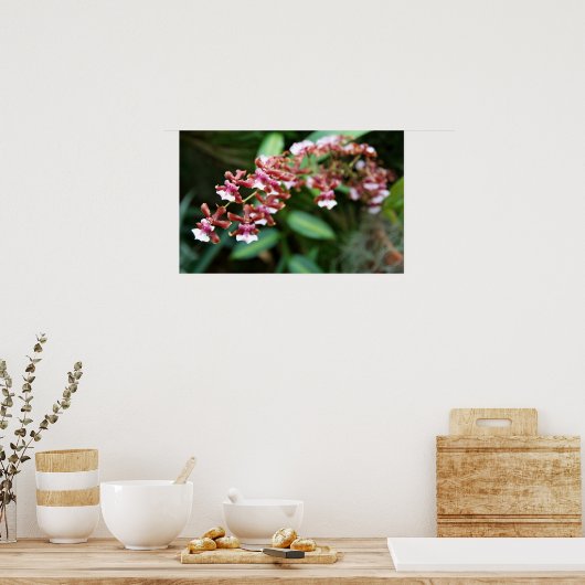 Sharry Baby Oncidium Poster (Keuken)