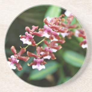 Sharry Baby Oncidium Sandstone Drink Onderzetter