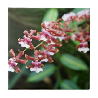 Sharry Baby Oncidium Tile Tegeltje