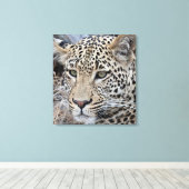 Shasha jonge mannelijke luipaard canvas afdruk (Insitu (Houten vloer))