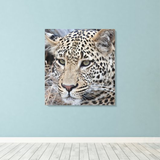 Shasha jonge mannelijke luipaard canvas afdruk (Insitu (Houten vloer))