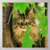 Shasta Cat Tree-klimmer afdrukken / poster (Voorkant)