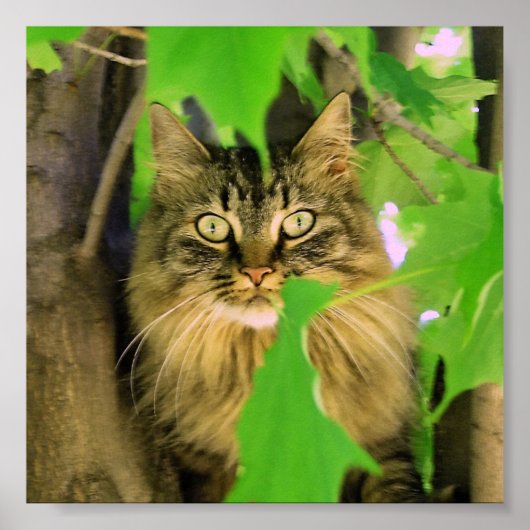Shasta Cat Tree-klimmer afdrukken / poster (Voorkant)