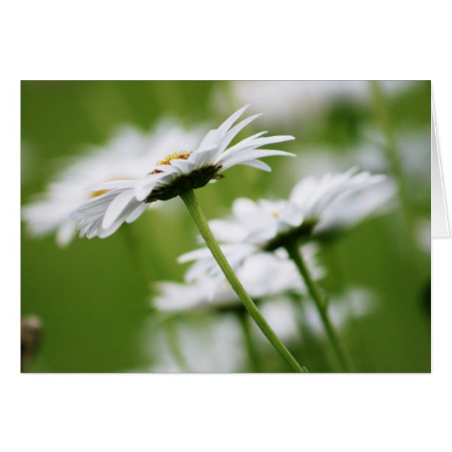 Shasta Daisies (Voorkant Horizontaal)