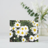 Shasta Daisies Briefkaart (Staand voorkant)