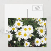 Shasta Daisies Briefkaart (Voorkant / Achterkant)