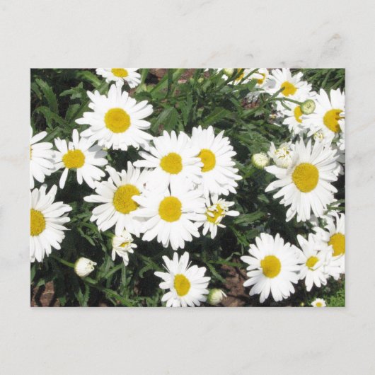 Shasta Daisies Briefkaart (Voorkant)