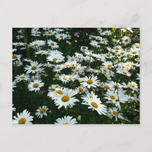 Shasta Daisies Briefkaart