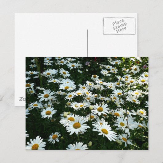 Shasta Daisies Briefkaart (Voorkant / Achterkant)