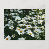 Shasta Daisies Briefkaart (Voorkant)