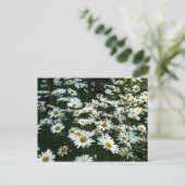 Shasta Daisies Briefkaart (Staand voorkant)