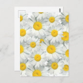 Shasta Daisies Briefkaart (Voorkant / Achterkant)