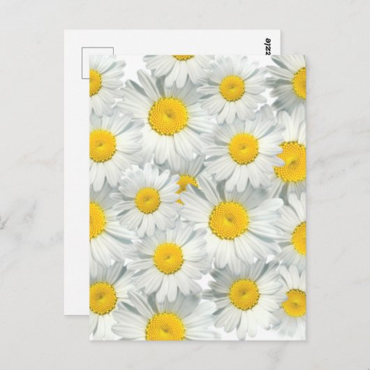 Shasta Daisies Briefkaart (Voorkant / Achterkant)