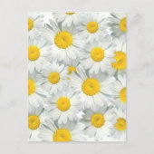 Shasta Daisies Briefkaart (Voorkant)