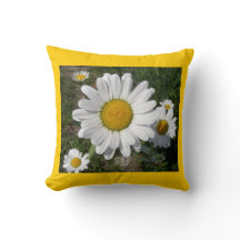 Shasta Daisies (Chrysanthemum maximum)