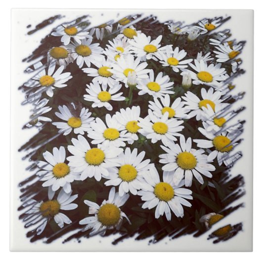 Shasta Daisies-foto Tegeltje (Voorkant)
